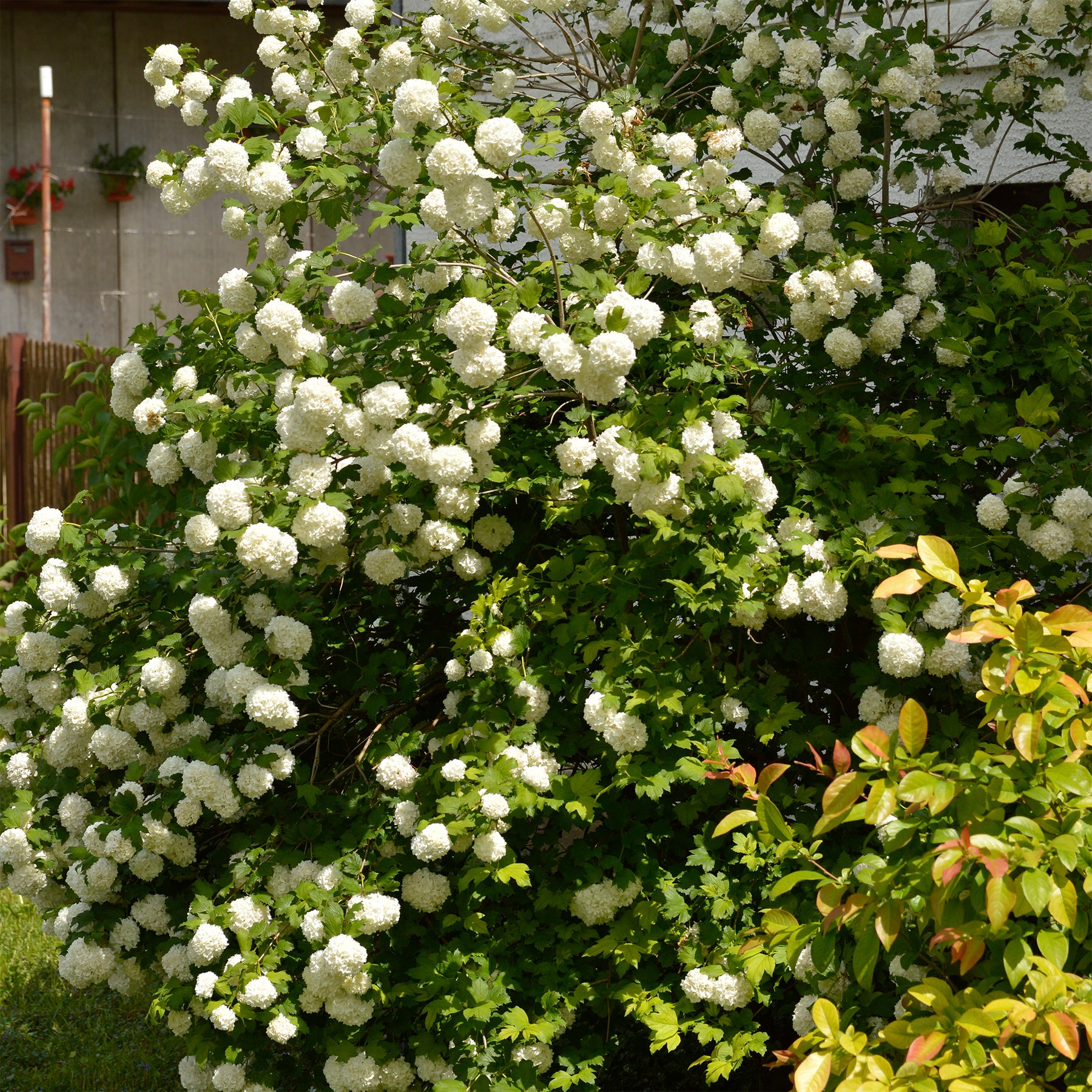 Verkauf Schneeball ‘Roseum’