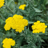 Dolden-Schafgarbe - Achillea hybride moonshine - Willemse