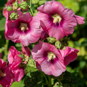 Alcea rosea simplex - Stockrose Simplex - Alcea - Stockrose