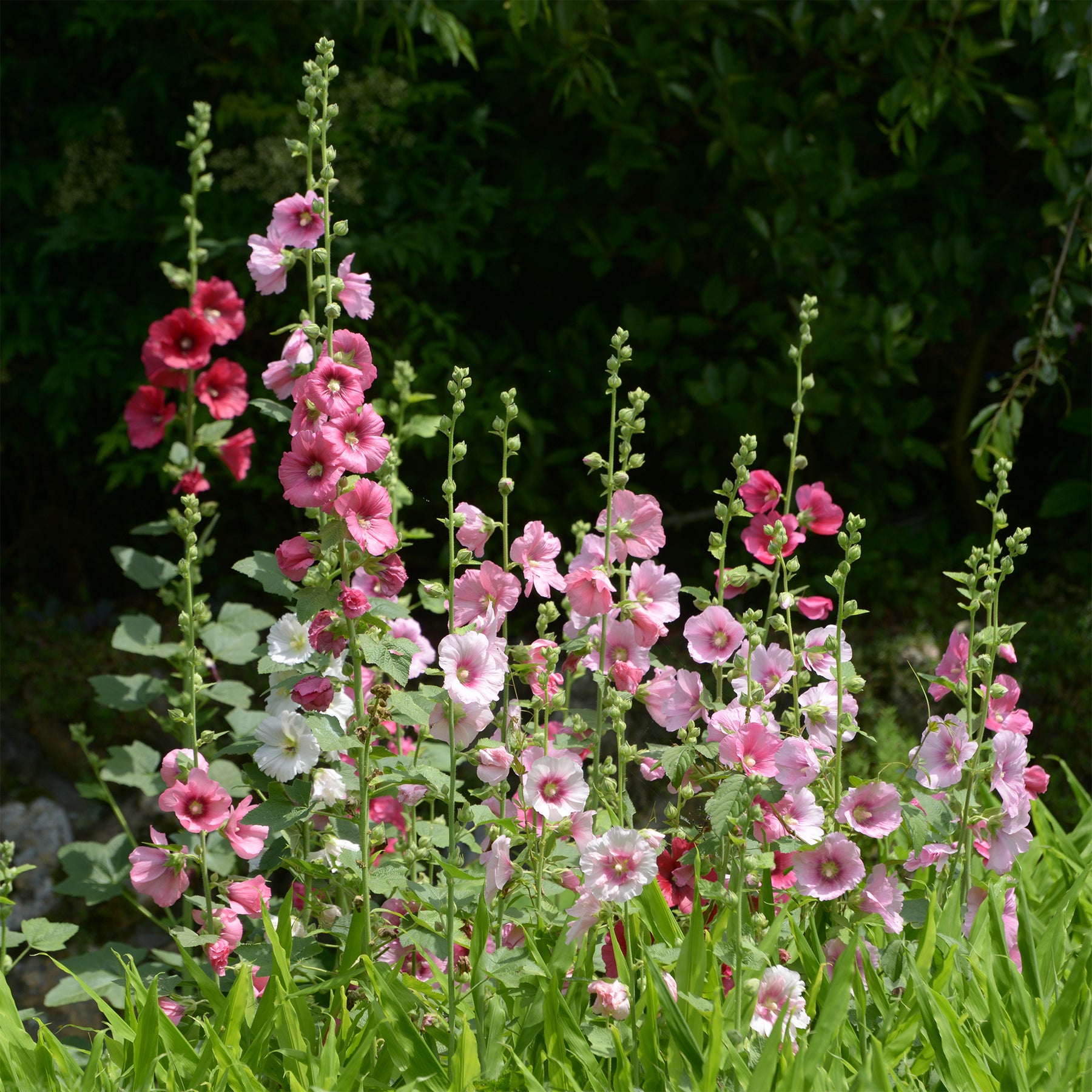 Stockrose Simplex - Alcea rosea simplex - Willemse