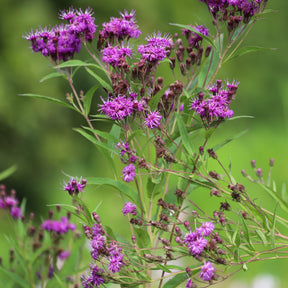 Arkansas-Scheinaster Mammuth - Vernonia crinita mammuth - Willemse