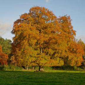 Rotbuche - Willemse