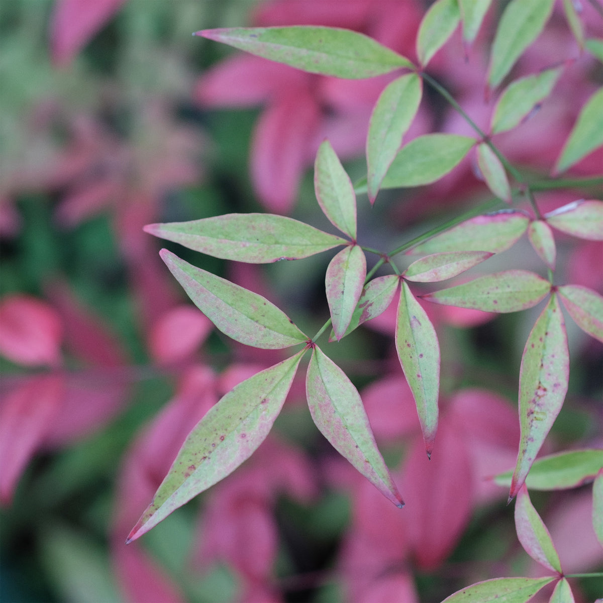 Zwerg-Heiliger Bambus Flirt - Nandina domestica Flirt Murasaki - Willemse