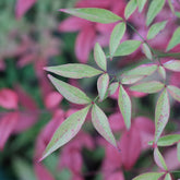 Zwerg-Heiliger Bambus Flirt - Nandina domestica Flirt Murasaki - Willemse