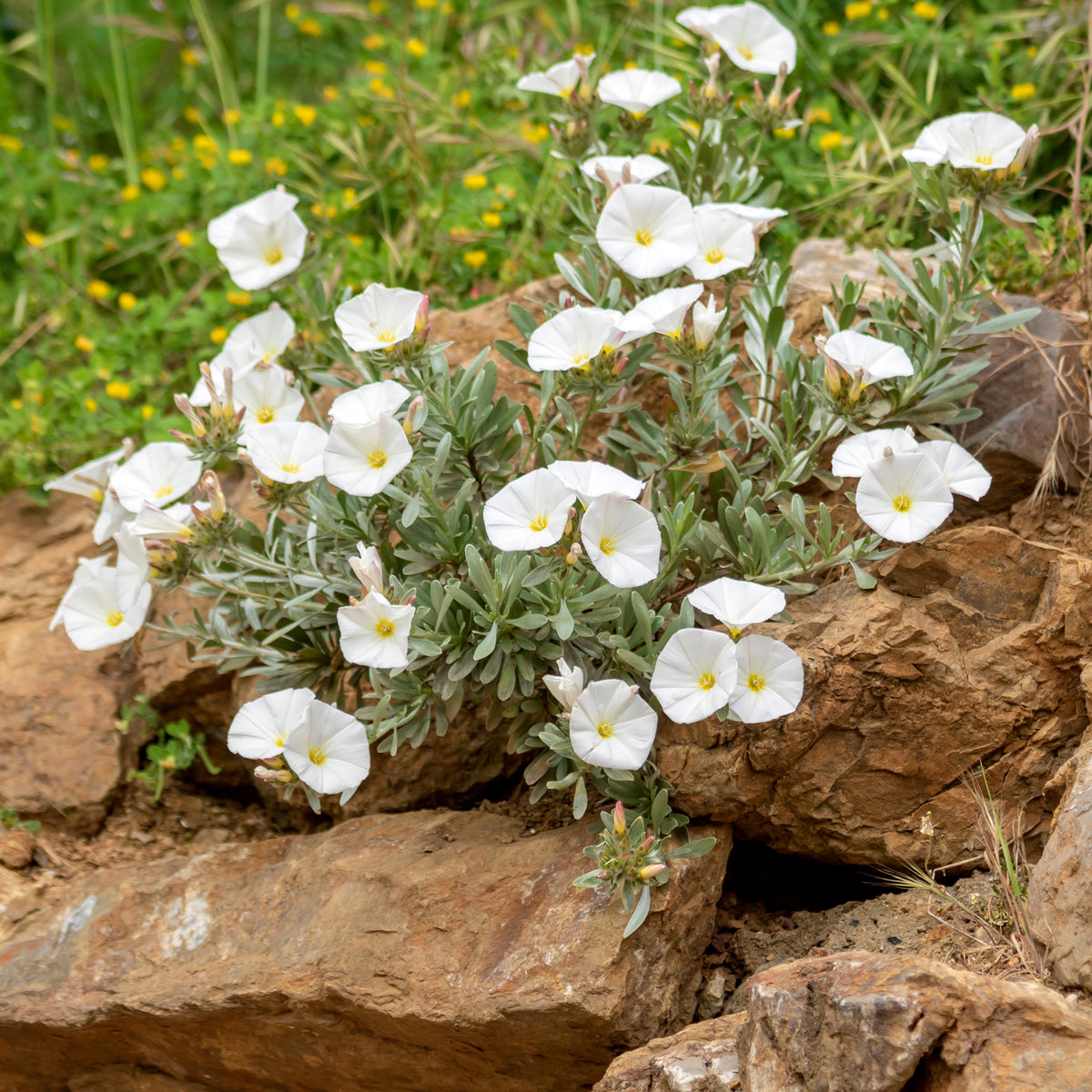 Mauretanische Winde ‘New White Moon’® - Willemse