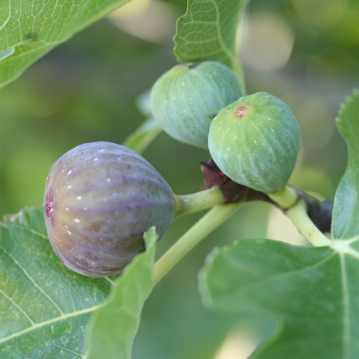 Feige ‘Rouge de Bordeaux’ - Ficus carica Rouge de Bordeaux - Willemse
