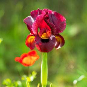 Louisiana-Iris Ann Chowning - Willemse