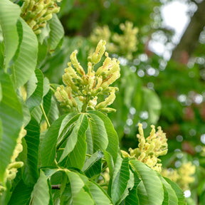 Kastanie ‘Autumn Splendor’ - Aesculus x arnoldiana Autumn Splendor - Willemse