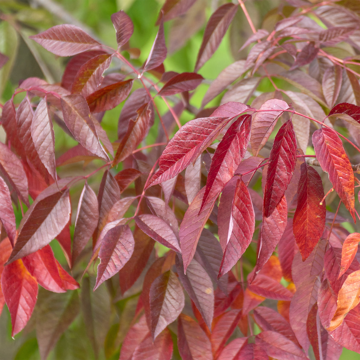 Weiß-Esche 'Autumn Applause' - Willemse