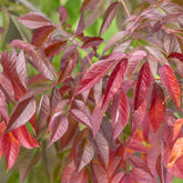 Weiß-Esche 'Autumn Applause' - Willemse