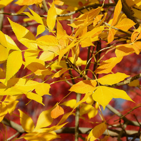 Weiß-Esche 'Skyline' - Fraxinus americana Skyline - Willemse