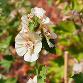 Halbstrauchige Stockrose Parkfrieden - Willemse