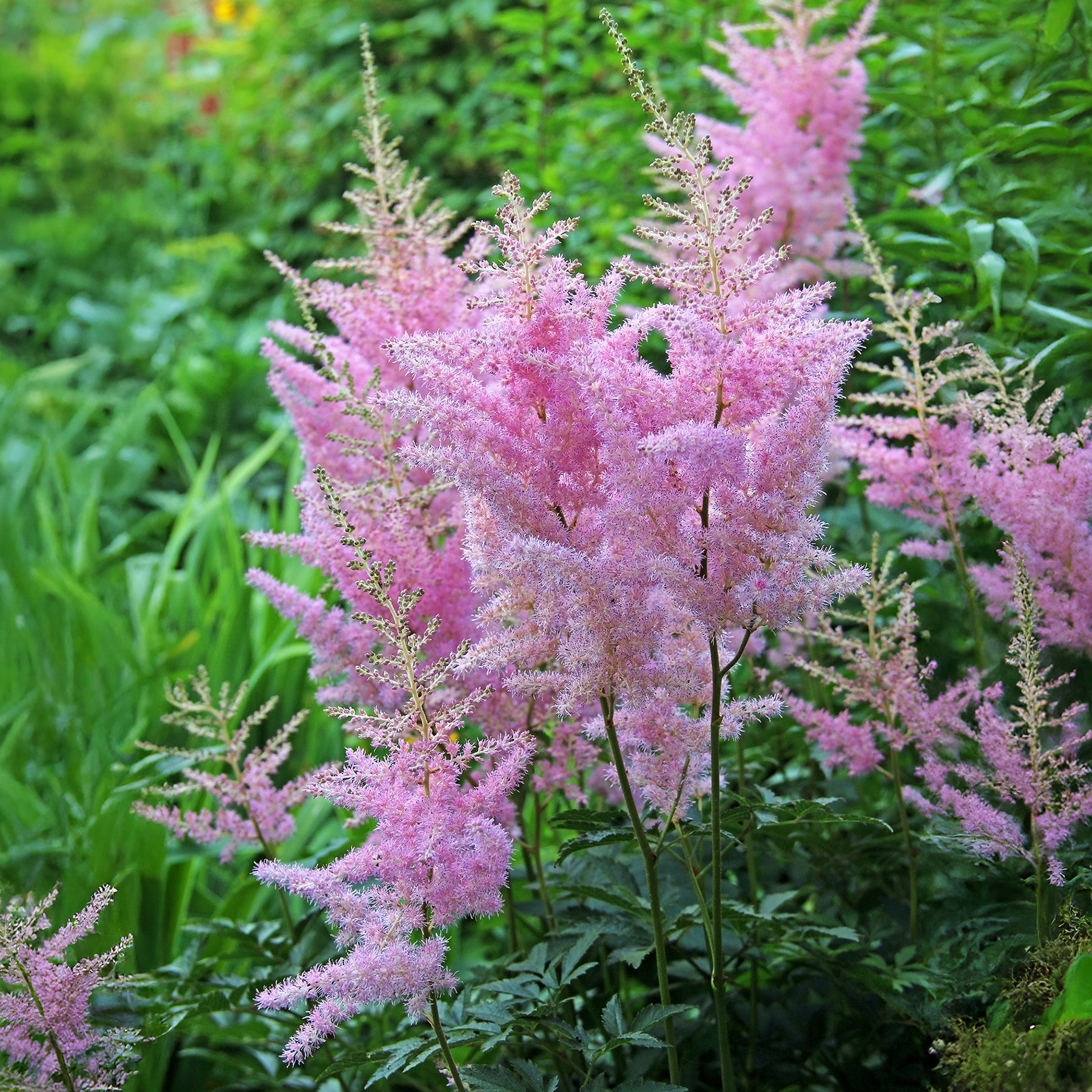 Arends Prachtspiere Anita Pfeifer - Astilbe x arendsii Anita Pfeifer - Willemse