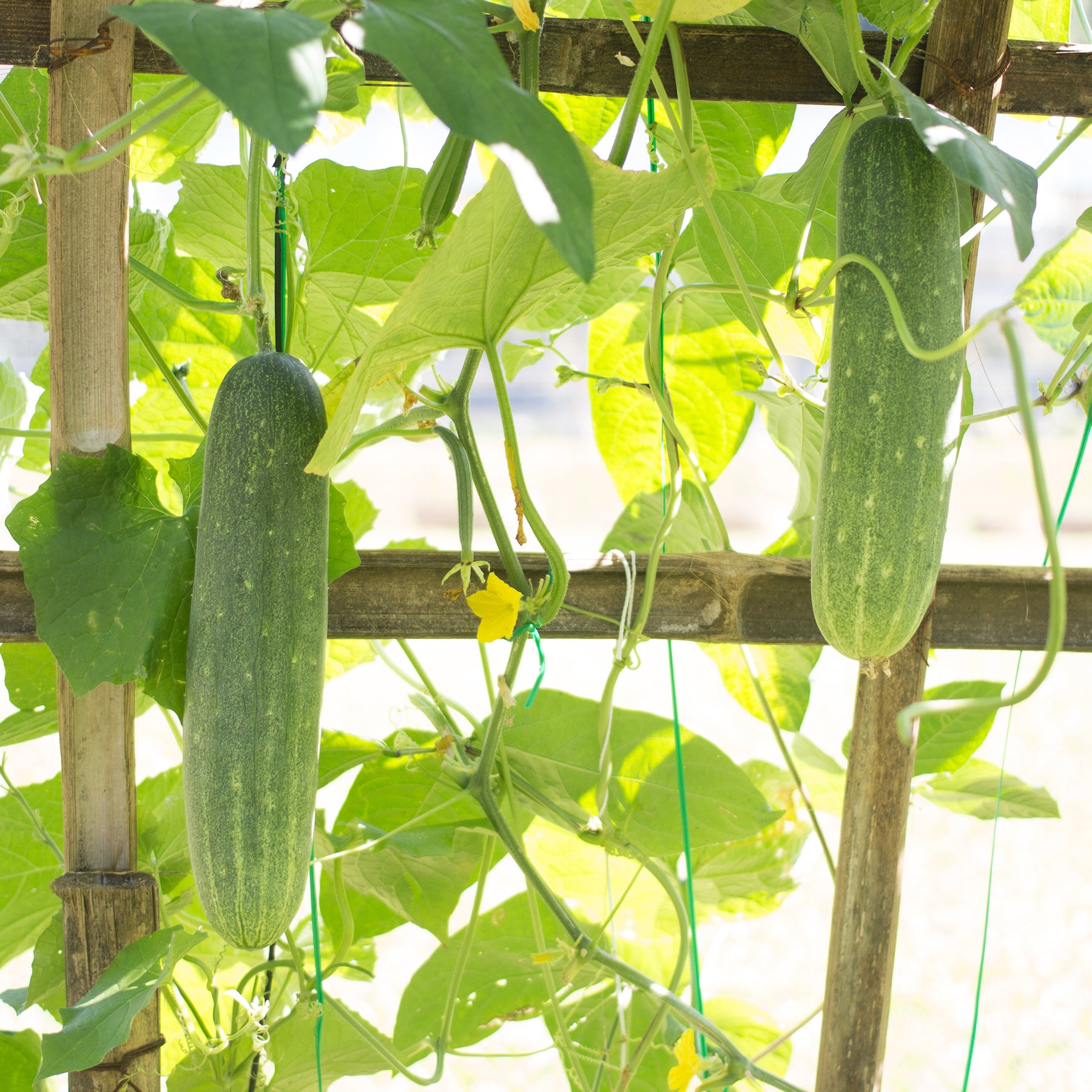 Gurke 'Johanna' - Cucumis sativus 'johanna' - Willemse