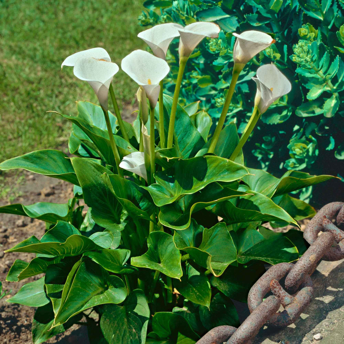Calla weiß - Zantedeschia aethiopica - Willemse