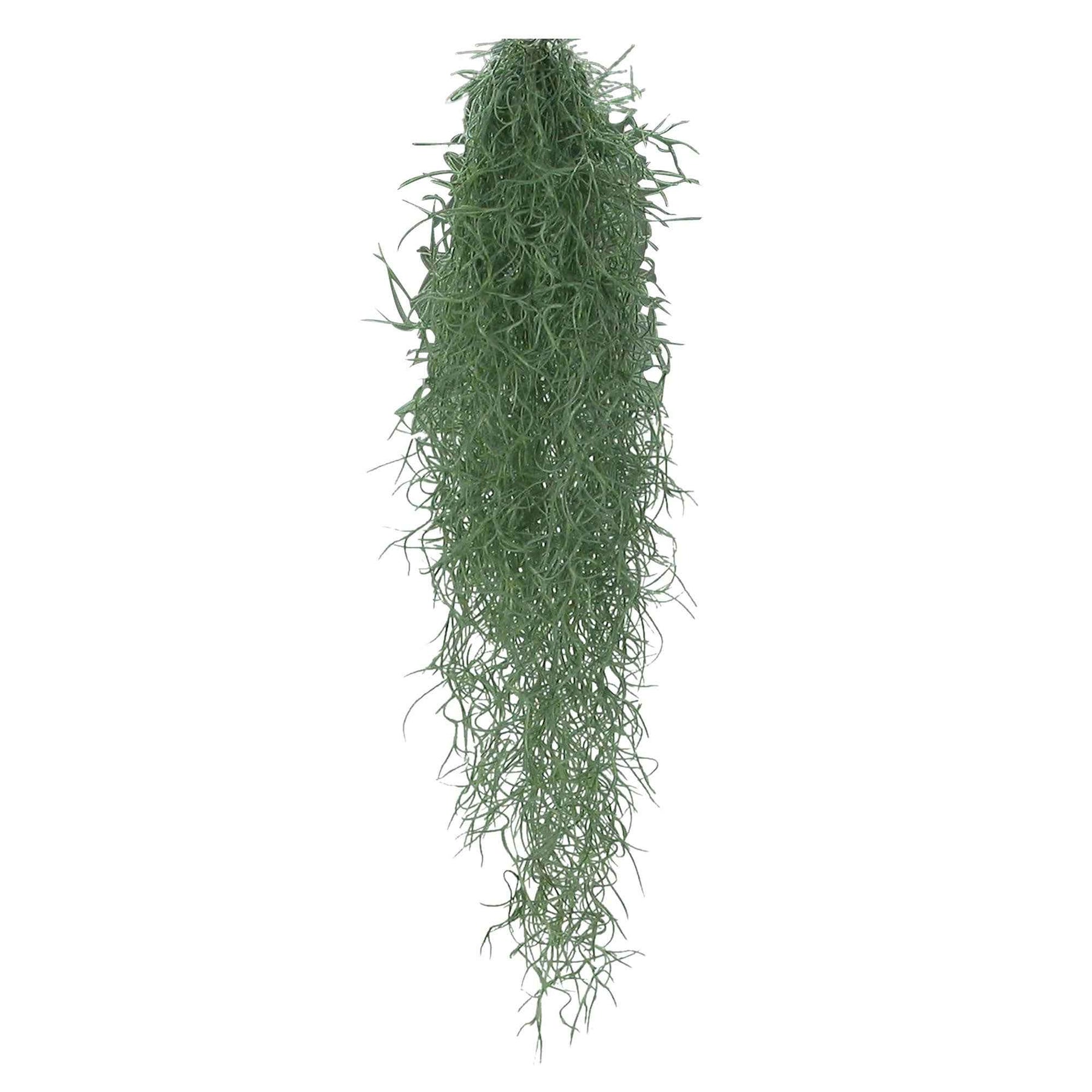 Spanisches Moos - Tillandsia usneoides - Willemse