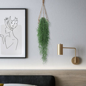 Spanisches Moos - Tillandsia usneoides