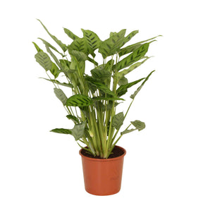 Calathea leopardina - Korbmarante 'Leopardina' - Calathea