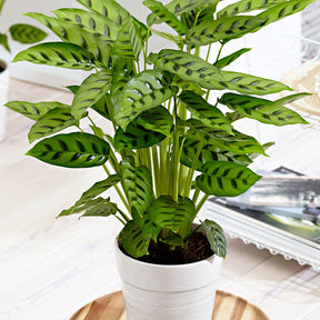 Korbmarante 'Leopardina' - Calathea leopardina
