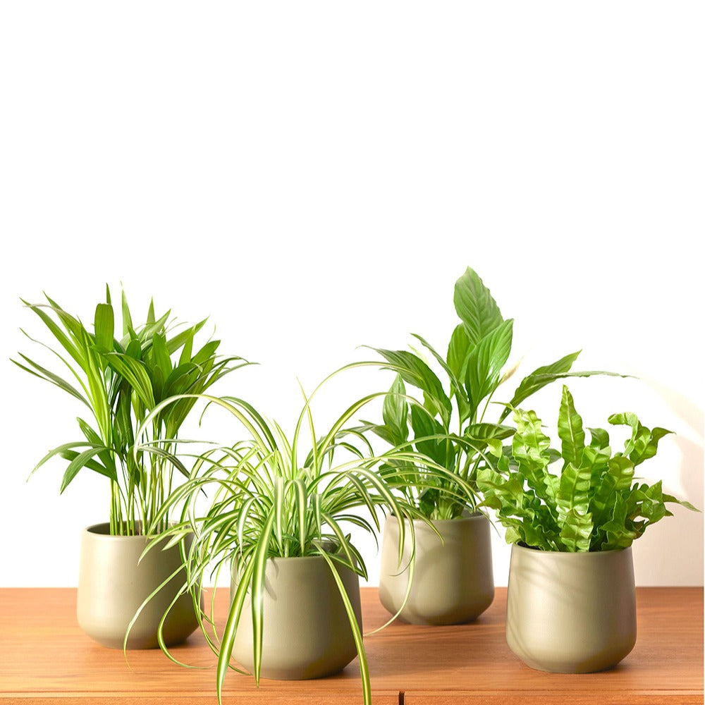 Luftreinigende Pflanzen Mischung (x4) - Areca dypsis, chlorophytum 'atlantic', asplenium, spathiphylum - Willemse