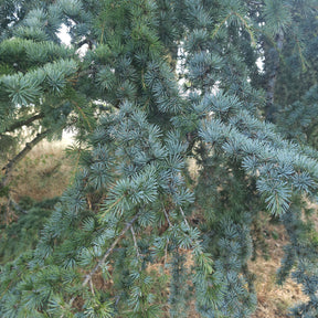 Blaue Atlaszeder - Cedrus atlantica glauca - Willemse