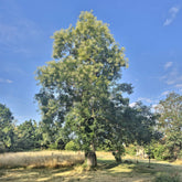 Japanischer Schnurbaum - Sophora japonica - Willemse