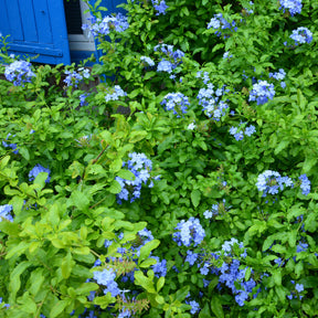 Bleiwurz 'Dark Blue' - Willemse