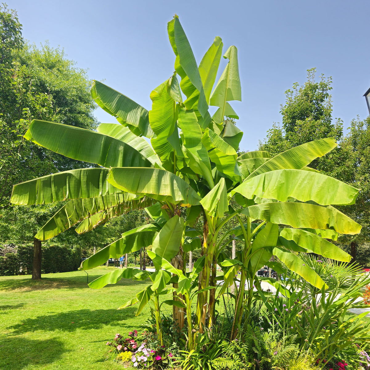 Bananenpflanze Musa basjoo - Musa basjoo - Willemse