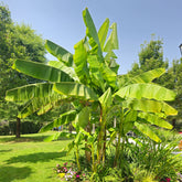 Bananenpflanze Musa basjoo - Musa basjoo - Willemse