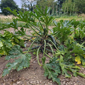 Zucchini 'Black Beauty' - Willemse