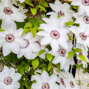 Verkauf Clematis-Kollektion 'Ville de Lyon', 'Miss Bateman', 'President' (x3) - Clematis Ville de Lyon, Miss Bateman, Président