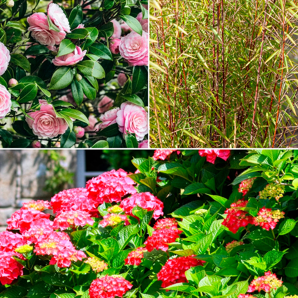 Schatten-Sträucher-Kollektion Hortensie, Kamelie, Bambus (x3) - Willemse