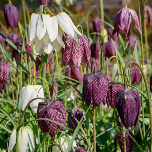 Schachblumen Mischung (x30) - Fritillaria Meleagris - Willemse