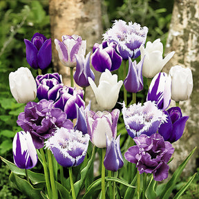 Tulpen 'Paradis' Mischung (x20) - Willemse