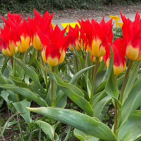Tulpen ‘Flames Mystery’ (x5) - Willemse