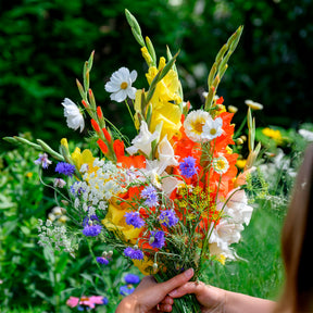 Mischung aus Gladiolen und Samen - Gladiolus - Willemse