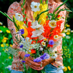 Gladiolus - Mischung aus Gladiolen und Samen - Gladiole-Zwiebeln