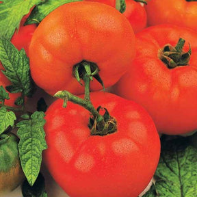 Tomate 'Saint Pierre' - Solanum lycopersicum saint pierre - Willemse