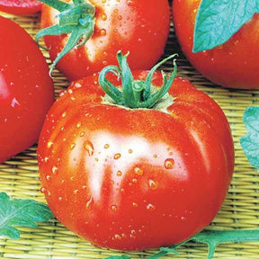 Verkauf Saatgut-Kollektion für Gemüsegarten (x7)