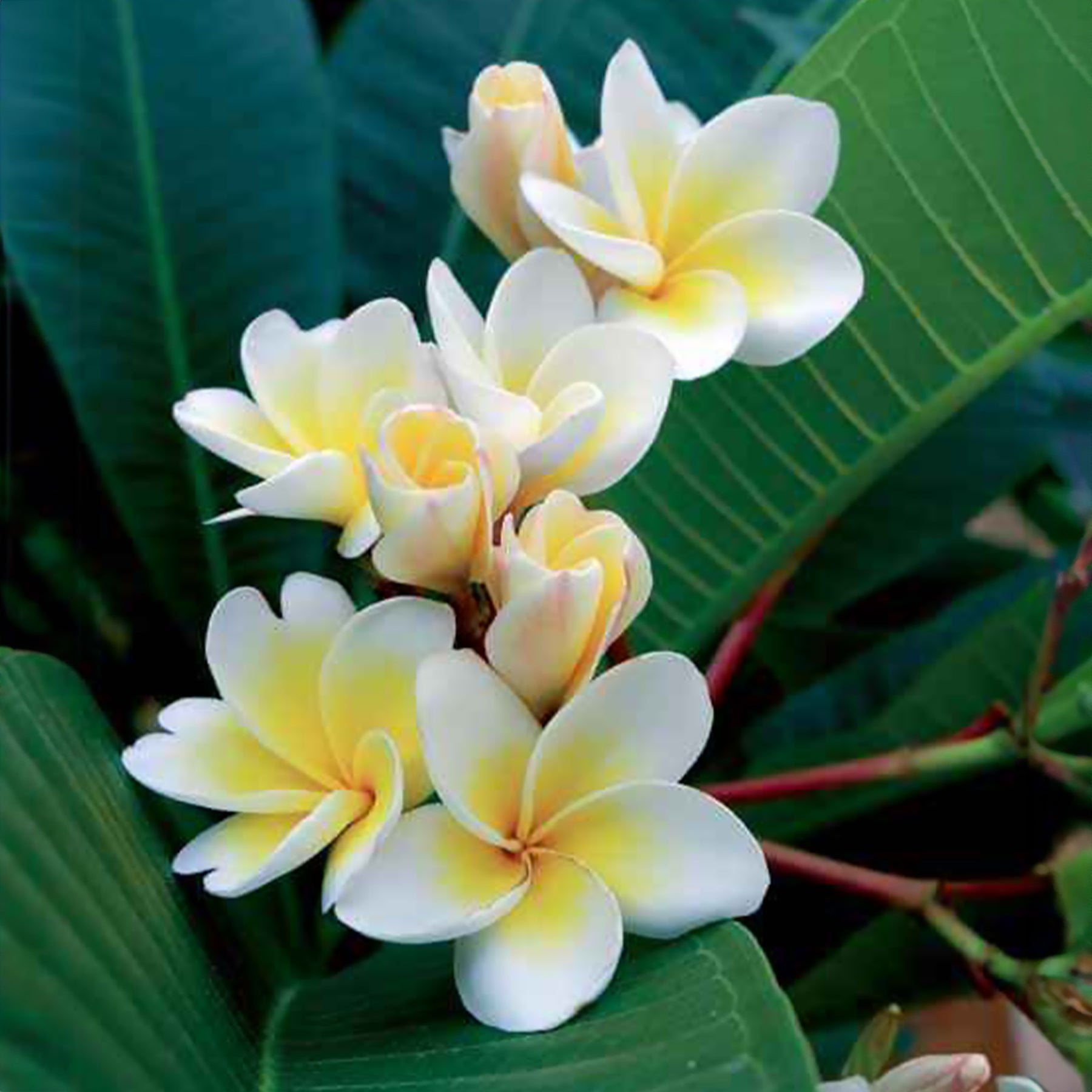 Frangipani - Frangipani - Plumeria - Willemse