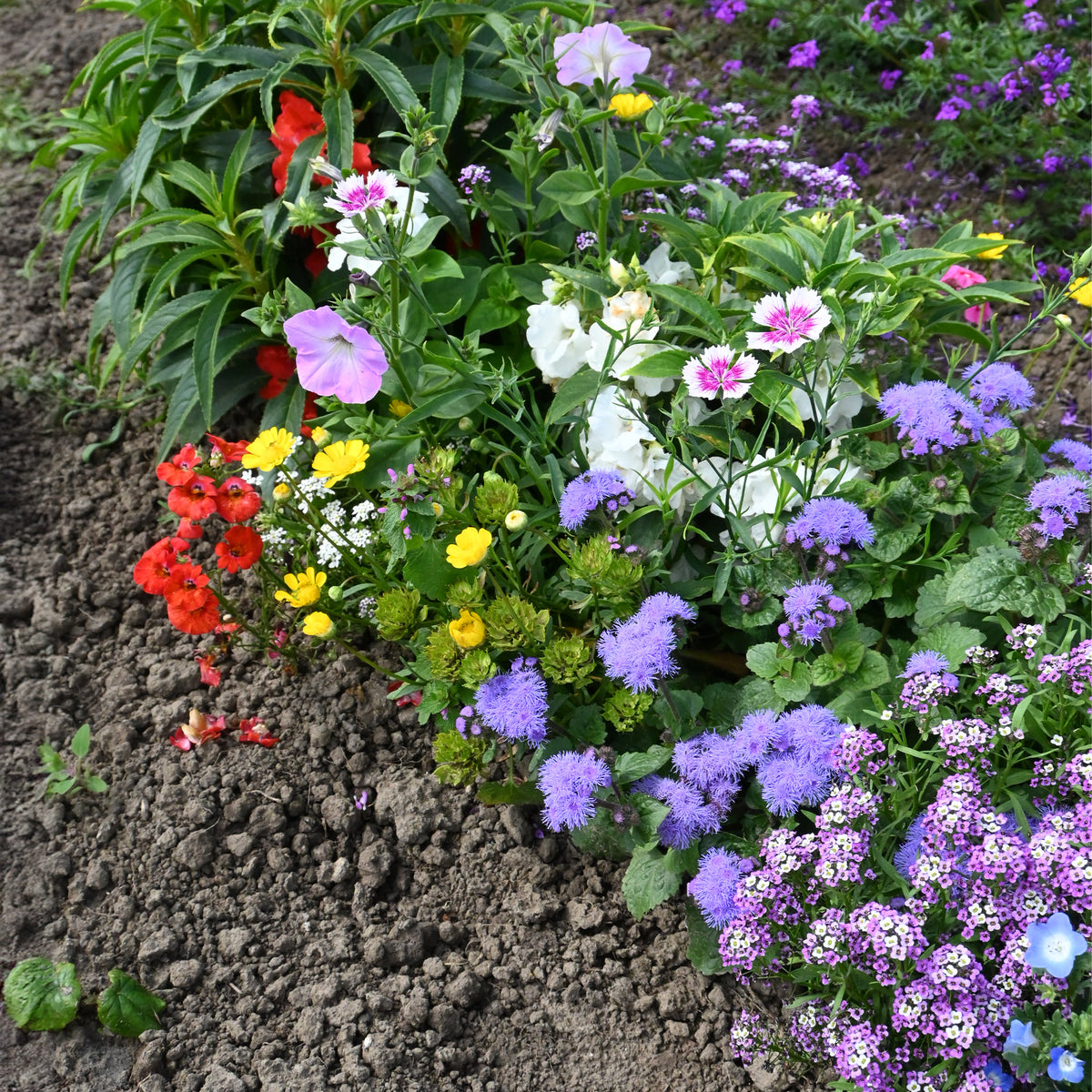 Spezieller Blumenteppich für Blumenkästen - Willemse