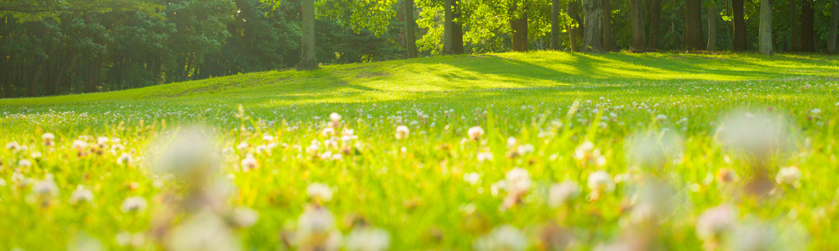Samen und Jungpflanzen