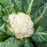 Blumenkohl ‘Merveille de toutes saisons’