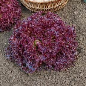 Pflücksalat ‘Lollo Rossa’ - Lactuca sativa lollo rossa - Willemse
