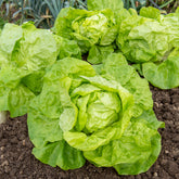Kopfsalat Fauler dicker Blondschopf - Willemse