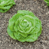 Kopfsalat ‘Gotte Jaune d’Or’ - Lactuca sativa gotte jaune d'or - Willemse