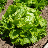 Bataviasalat ‘Dorée de printemps’ - Lactuca sativa capitata dorée de printemps (4 g) - Willemse