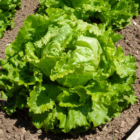 Bataviasalat ‘Dorée de printemps’ - Lactuca sativa capitata dorée de printemps (4 g) - Willemse