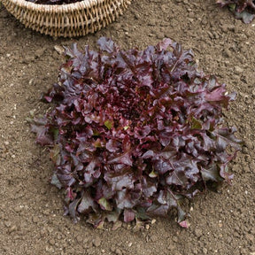 Pflücksalat-Kollektion