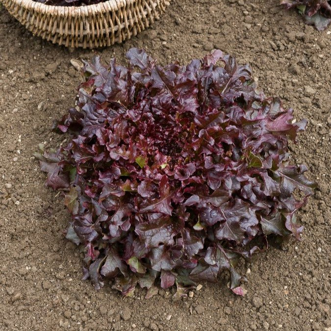 Pflücksalat-Kollektion